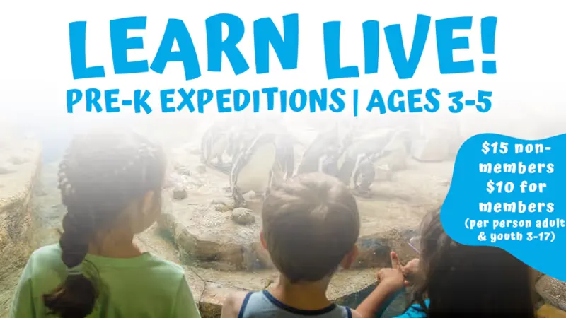 Learn Live! Pre-K Expeditions - Batty Pals